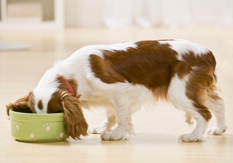 Hond Heeft Genoeg Aan Brokken En Water De Krant Hln