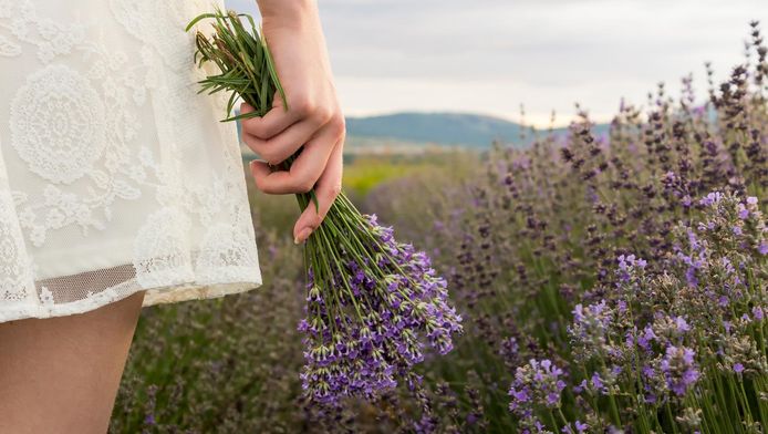 Weg Met Muggen Deze Planten Houden Muggen Op Afstand Seks Relaties Hln Be
