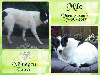 Adoptiehond Milo al weken op de vlucht in Nijmeegse woonwijk
