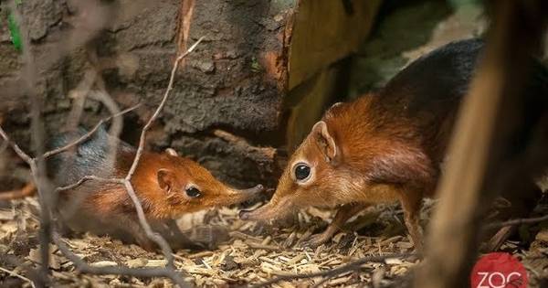 Slurfhondjes geboren in Zoo Antwerpen | Zeeuws-Vlaanderen - PZC