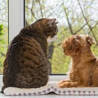 5 slimme trucs om je huis altijd fris te laten ruiken met huisdieren
