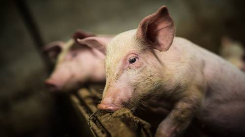 Genetisch gemodificeerd ‘supervarken’ is nieuwste superheld in de VS