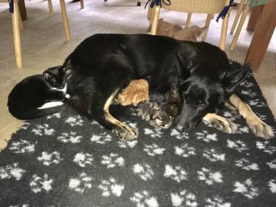 Net bevallen herdershond Daantje ‘pleegmoeder’ vijf gedumpte kittens