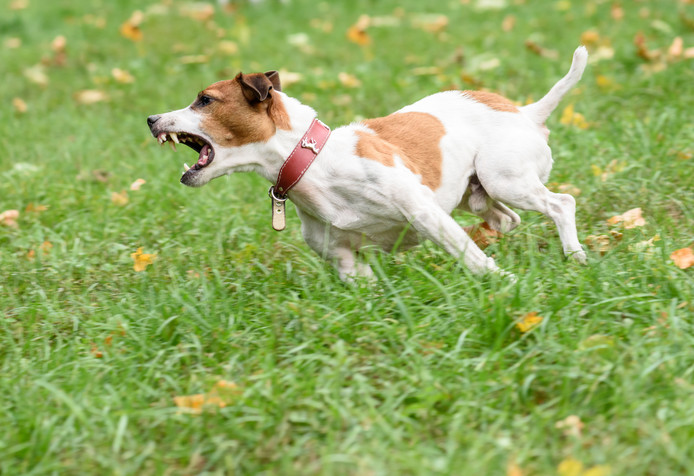 Blaffende hond, foto ter illustratie.