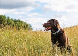 Zó kun je oververhitting bij honden herkennen