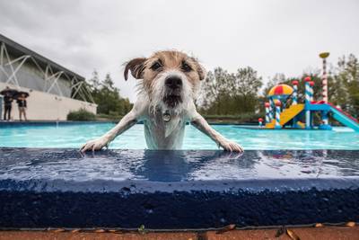 Hondenweer in zwembad Rheden