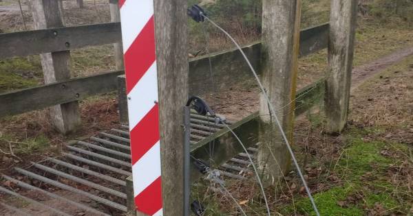 Opnieuw forse vernielingen in natuur bij Leende | Cranendonck, Heeze-Leende - Eindhovens Dagblad