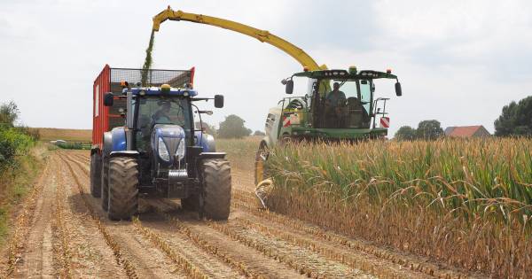 Maisoogst komt veel eerder dan normaal op gang - De Gelderlander