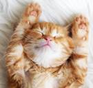 Leven als dieren om burn-out te voorkomen? Onzin, zeggen evolutiebiologen