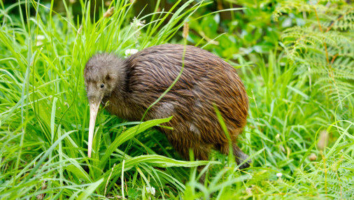 La Sécheresse Affame Et Assoiffe Les Kiwis En Nouvelle