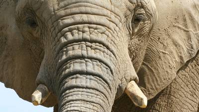 Botswana geeft olifantenjacht vrij