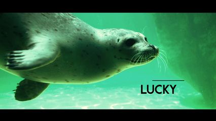 3. La vie des otaries