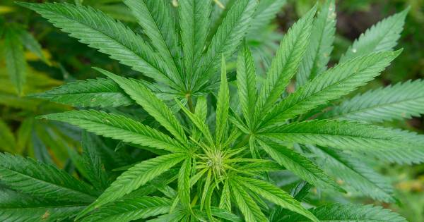 Goudse politie rolt hennepkwekerij op, meer dan 250 planten.