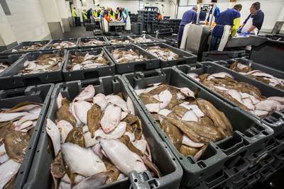 Stilligregeling gevraagd voor vissersvloot, en vis zo mogelijk naar Voedselbanken