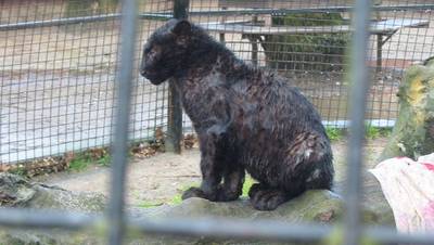 Belgische dierentuin moet per direct sluiten: 'Een pure schande'