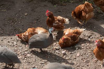 Vragen Burgerbelangen over aanscherping regels zorgboerderijen in Ede