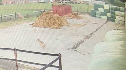 Vrouw staat oog in oog met wolf in Lier
