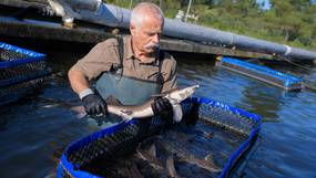 Weet wat je eet: met zalmkwekerij in Oostende worden problemen in Noorse ‘fishfarms’ ontweken 