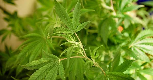 Twee ruimtes in bedrijfspanden Velddriel gesloten na vondst hennep
