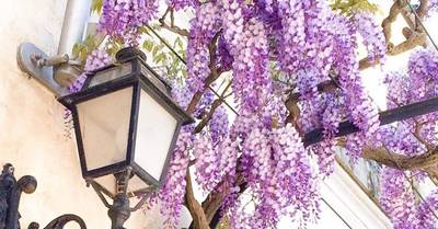 Dit zijn de mooiste klimplanten voor in de tuin