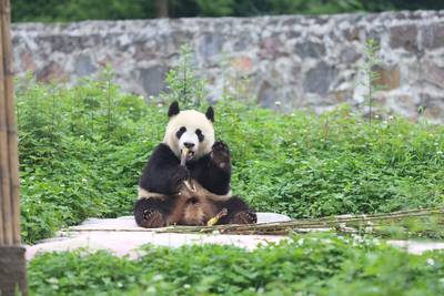 Pandagala Rhenen levert ruim 470.000 euro op