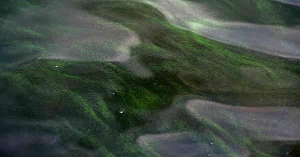 Blauwalgalarm nu ook bij Groene Eiland en Maasterp; Hanzeland opnieuw verdacht