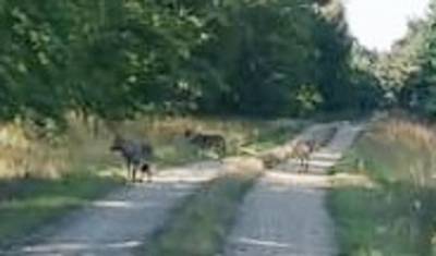 Waarom de wolf wel in Nordhorn zit, maar liever niet in Twente komt wonen