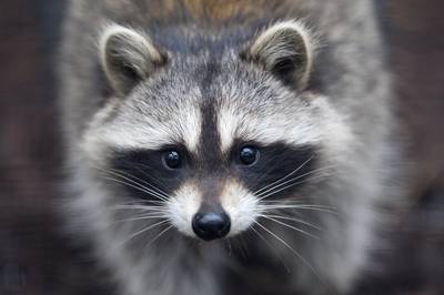 Limburgse wasbeer hoeft nu toch niet te worden afgeschoten