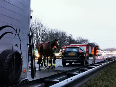 Ontsnapt paard in trailer geladen, A12 weer open