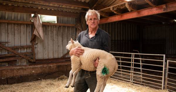 26 schapen in Laag Zuthem doodgebeten door wolf