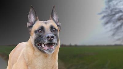 Gevaarlijke Mechelse herder gevangen na zoekactie in Ochten