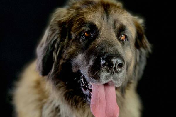 How Dogs Conquered the World