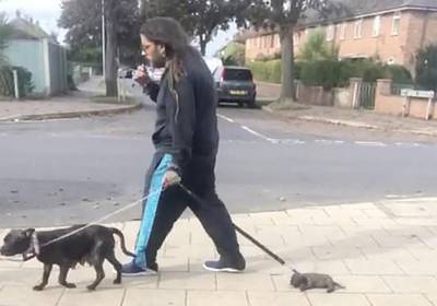 Dierenbeul sleept slapende puppy bijna 60 meter over stoep