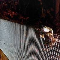 Terwijl chauffeurs voorbijrazen, rapen vrijwilligers padden op: ‘Ze zijn te opgewonden om het gevaar te zien’