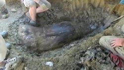 Paleontologen ontdekken gigantisch dijbeen van dinosauriër