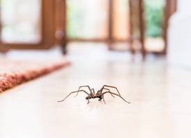 Om déze reden zie je in september zo veel meer spinnen in huis