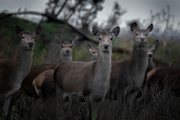 Flevoland moet van de rechter nieuw plan maken voor Oostvaardersplassen - Trouw