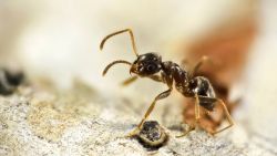 Immense kolonie plaagmieren ondergraaft héle Gentse Citadelpark, 38 voetbalvelden groot