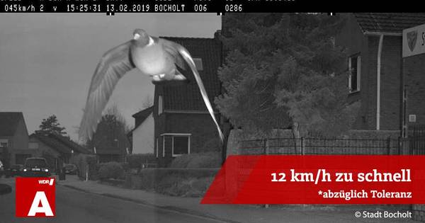 Duif vliegt in Bocholt 12 kilometer te hard en wordt geflitst - Tubantia