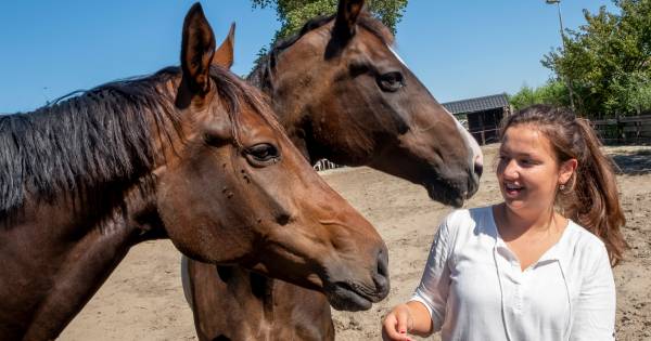Internationale doorbraak voor Noordgouwse paardenfluisteraar