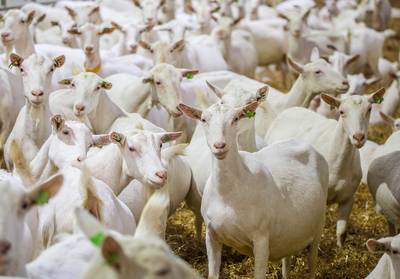 Rechter haalt streep door geitenverbod