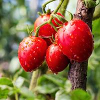 Handig: zo krijg je groente en fruit sneller rijp