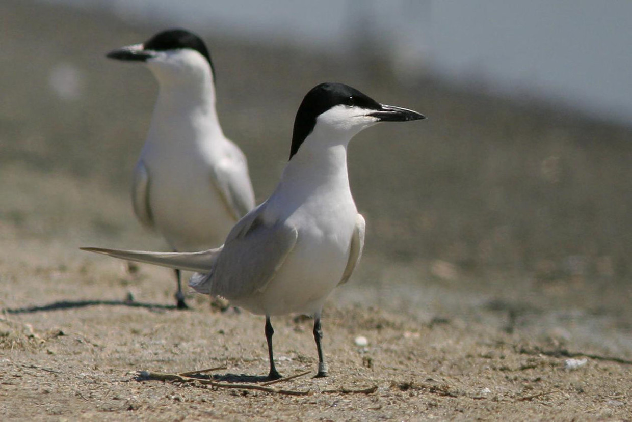 Zeldzame Vogel Geboren Op De Marker Wadden Trouw