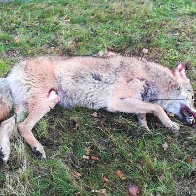 Dode wolf gevonden in Overijssel