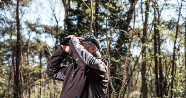 Oehoe verdringt havik als toppredator in de Achterhoek