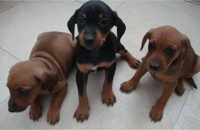 Politie krijgt ‘enkele tips’ na diefstal van tien pups en dood hond Luna (3) in Beers