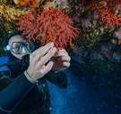 Uitbuiting natuur leidt tot massaal uitsterven van soorten en afnemende leefbaarheid op aarde