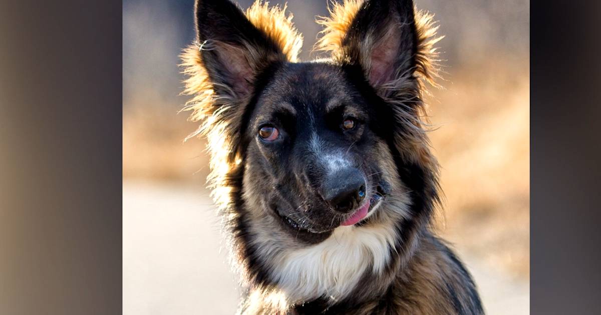Ce chien au visage mutilé a trouvé un foyer grâce à un bel