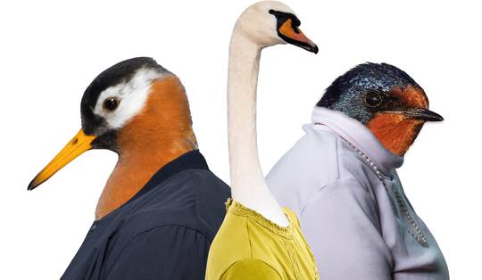 Van eeuwige trouw en opportunisme tot nachtarbeid en feminisme: ja, vogels zijn precies als mensen
