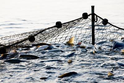 La pêche électrique interdite dans les eaux belges